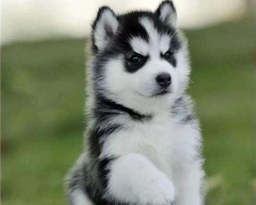 哈士奇玩火事件引反思:人类与动物保护的平衡 哈士奇玩火事件引反思:人类与动物保护的平衡