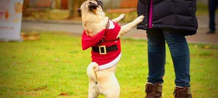 宠物狗训练注意事项及高效训练技巧 宠物狗训练注意事项及高效训练技巧