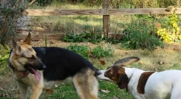 宠物狗训练注意事项及高效训练技巧 宠物狗训练注意事项及高效训练技巧