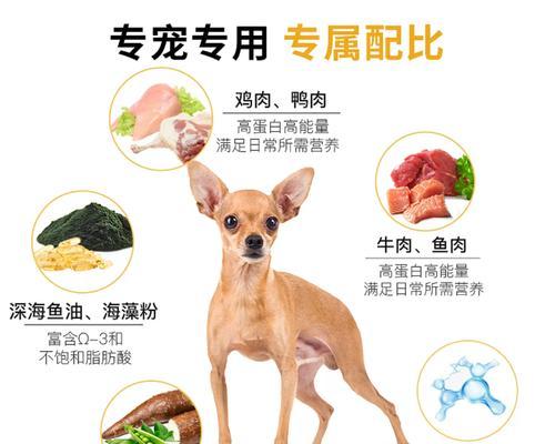 5斤狗狗每日喂食量科学喂养指南 5斤狗狗每日喂食量科学喂养指南