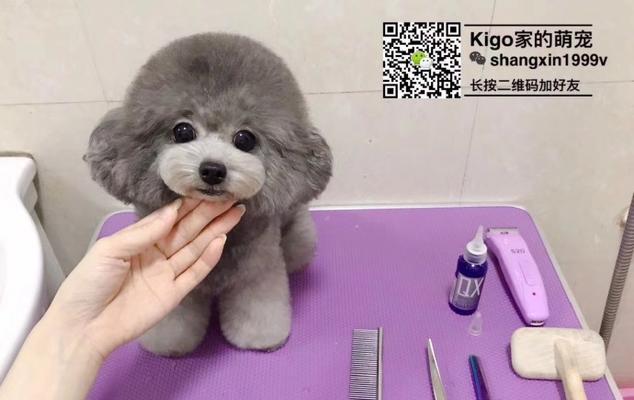 如何为贵宾犬选择合适配种伴侣全攻略 如何为贵宾犬选择合适配种伴侣全攻略