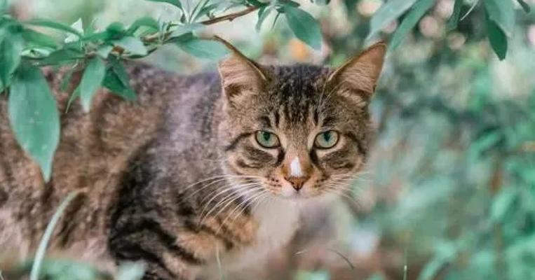 猫狗和谐共处秘诀 解决冲突的实用策略 猫狗和谐共处秘诀 解决冲突的实用策略