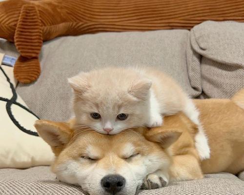 猫狗和谐共处秘诀 解决冲突的实用策略 猫狗和谐共处秘诀 解决冲突的实用策略