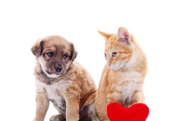 猫狗和谐共处秘诀 解决冲突的实用策略 猫狗和谐共处秘诀 解决冲突的实用策略