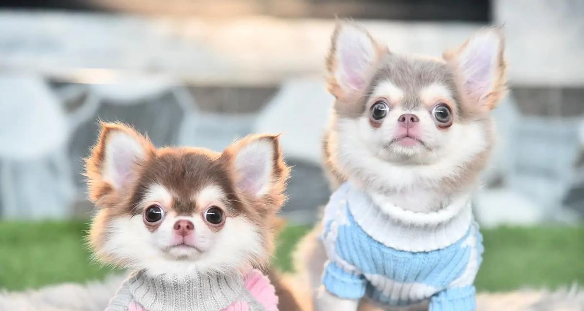 哈士奇两个月标准身高解析 哈士奇两个月标准身高解析