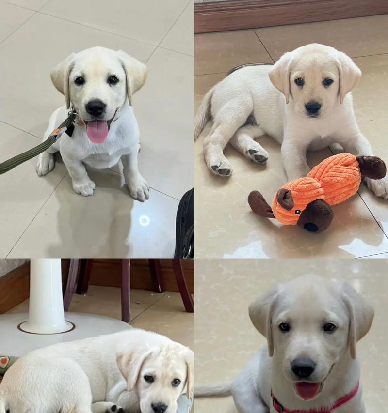 二个月小狗发育规律及科学喂养指南 二个月小狗发育规律及科学喂养指南