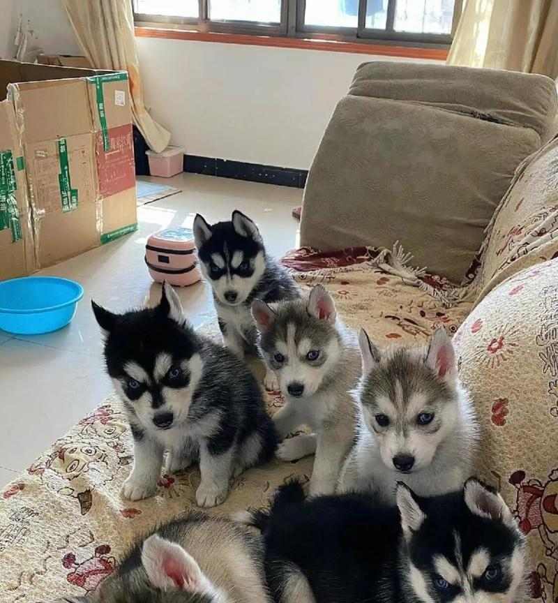 哈士奇两个月标准身高解析 哈士奇两个月标准身高解析