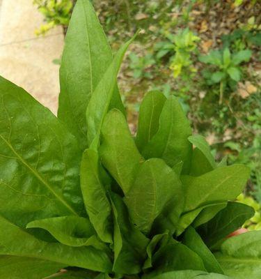 藏獒能否食用野菜?科学饮食指南 藏獒能否食用野菜?科学饮食指南
