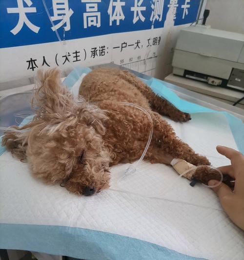 泰迪犬健康护理要点 科学养宠指南