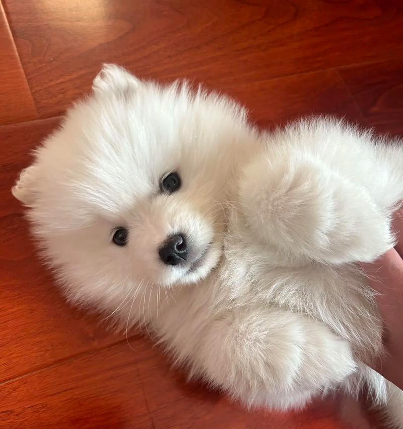 二个月小狗发育规律及科学喂养指南 二个月小狗发育规律及科学喂养指南