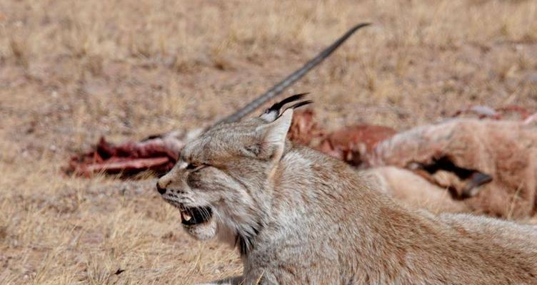 藏獒能否食用野菜?科学饮食指南 藏獒能否食用野菜?科学饮食指南
