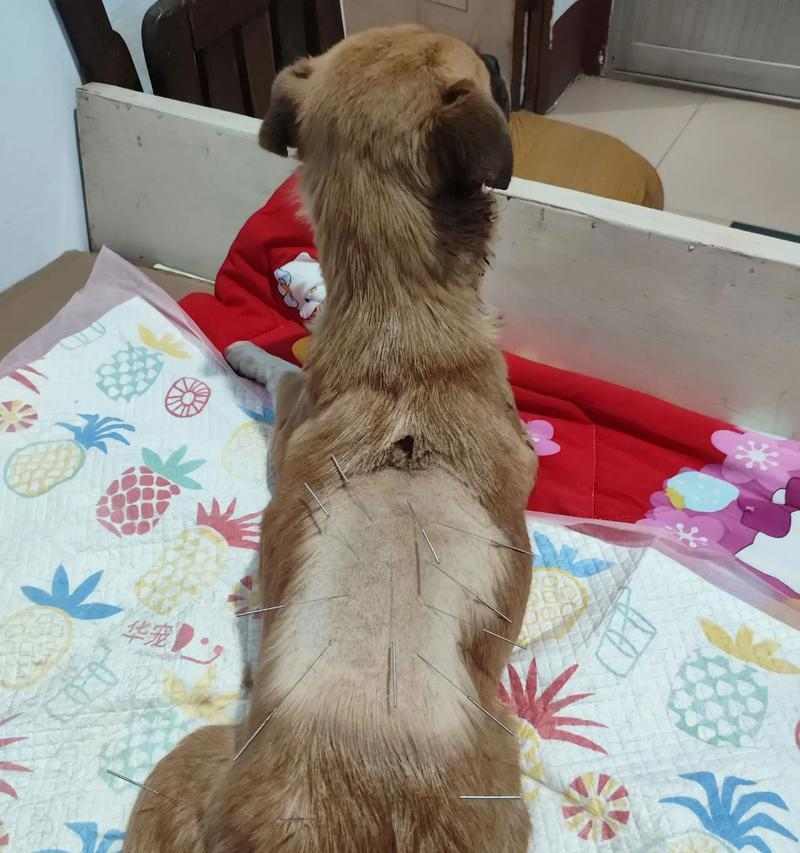 狗狗外伤处理与治疗指南详解 狗狗外伤处理与治疗指南详解