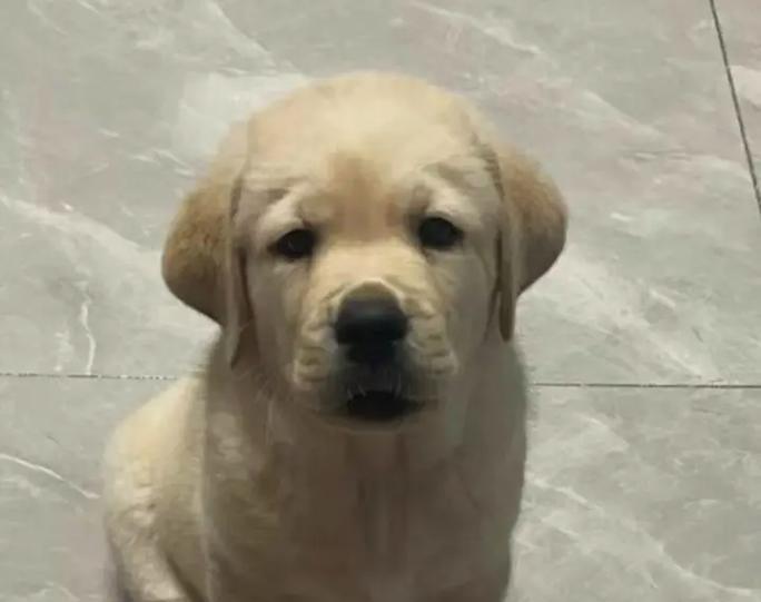 二个月小狗发育规律及科学喂养指南 二个月小狗发育规律及科学喂养指南