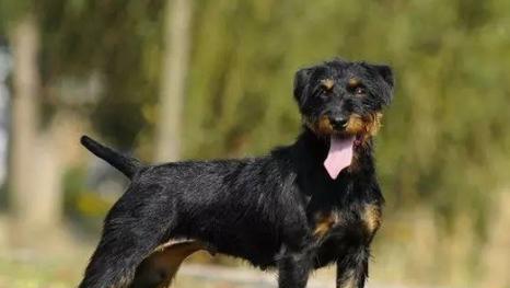 如何科学养护德国猎梗:饲养技巧全解析 如何科学养护德国猎梗:饲养技巧全解析