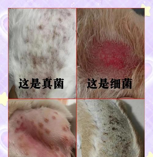 狗狗外伤处理与治疗指南详解 狗狗外伤处理与治疗指南详解