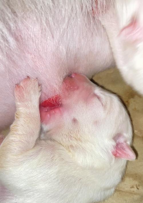 狗狗频繁抓痒的15个常见原因 狗狗频繁抓痒的15个常见原因