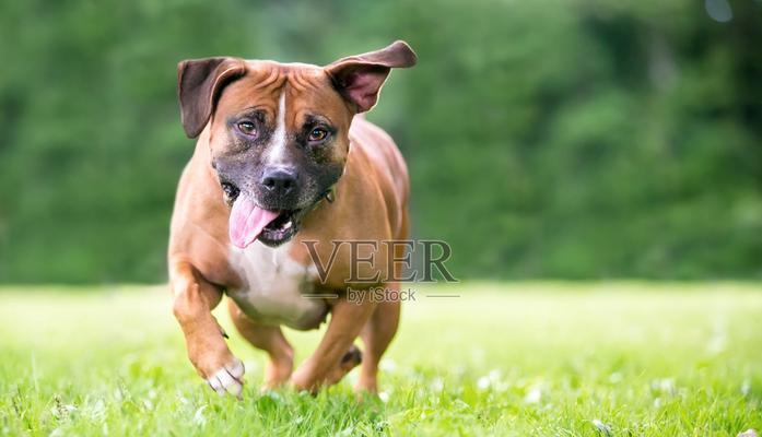 混种狗选择指南:特质、养护与训练全解析 混种狗选择指南:特质、养护与训练全解析