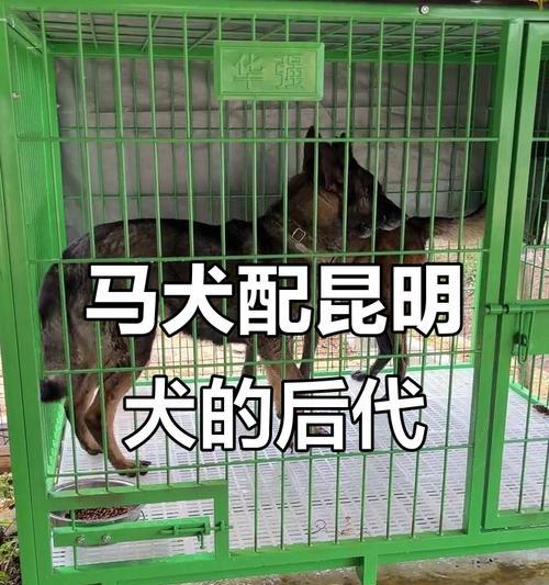 混种狗选择指南:特质、养护与训练全解析 混种狗选择指南:特质、养护与训练全解析