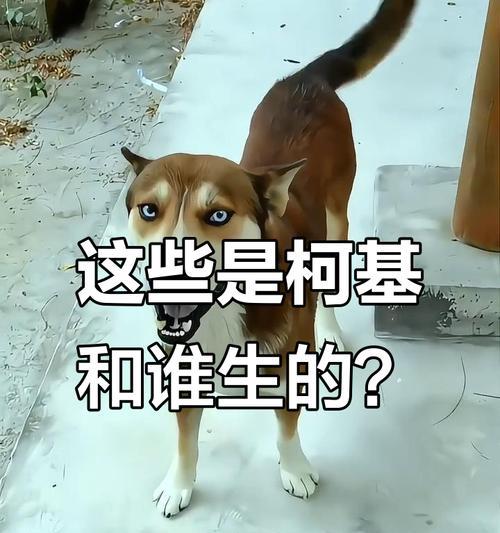 混种狗选择指南:特质、养护与训练全解析 混种狗选择指南:特质、养护与训练全解析