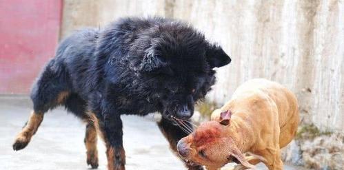 藏獒能否食用野菜?科学饮食指南 藏獒能否食用野菜?科学饮食指南