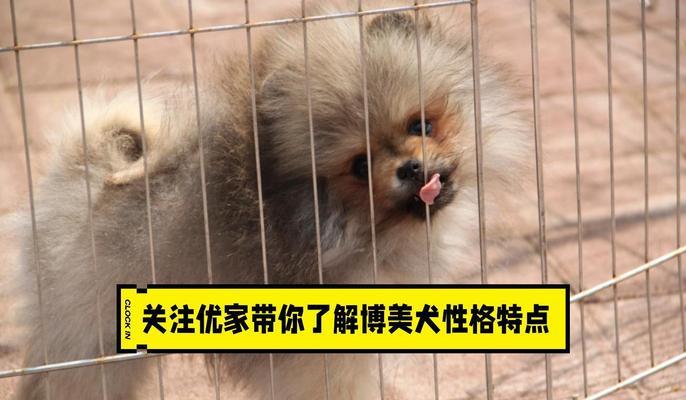 博美犬性格特点全面解析，适合家庭饲养