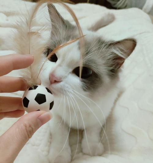 猫咪日常活动体力消耗解析,如何科学养护 猫咪日常活动体力消耗解析,如何科学养护
