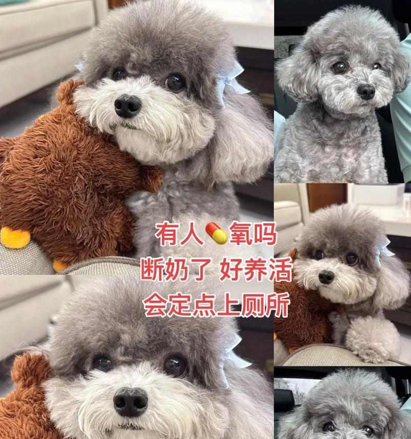 泰迪小狗科学喂养全攻略 泰迪小狗科学喂养全攻略