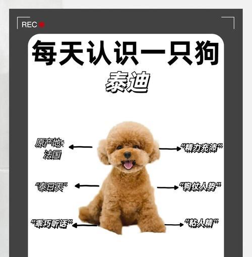 贵宾犬美容护理全攻略:科学方法让毛孩子更健康美丽 贵宾犬美容护理全攻略:科学方法让毛孩子更健康美丽