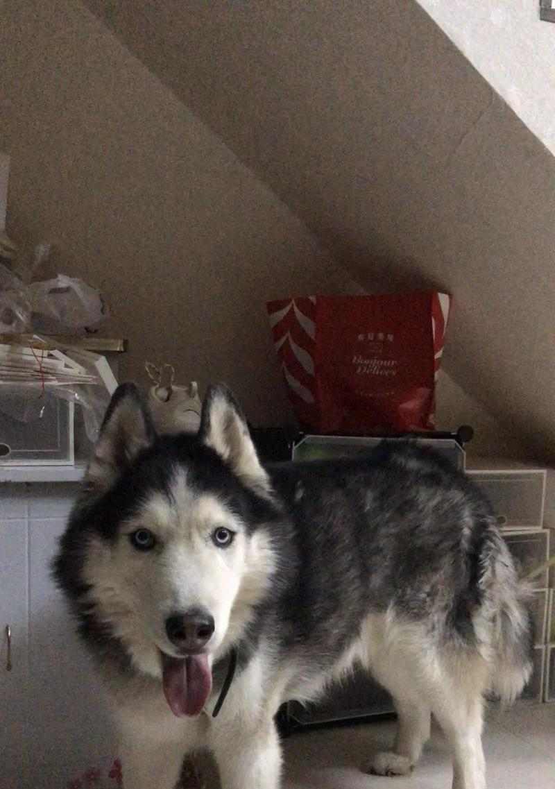 阿拉斯加犬饲养全攻略:特点与科学护理 阿拉斯加犬饲养全攻略:特点与科学护理