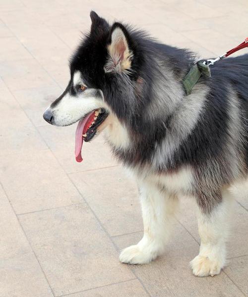阿拉斯加犬饲养全攻略:特点与科学护理 阿拉斯加犬饲养全攻略:特点与科学护理
