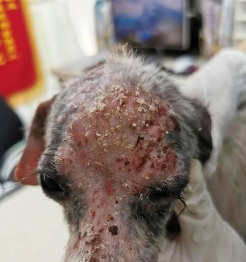 小狗溃烂治疗全攻略：护理与应对方法