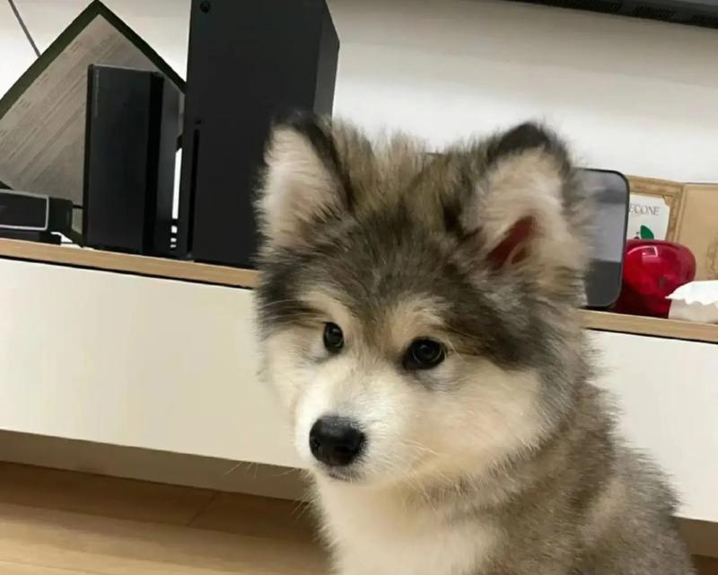 阿拉斯加犬饲养全攻略:特点与科学护理 阿拉斯加犬饲养全攻略:特点与科学护理