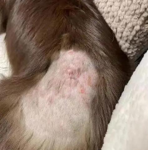 小狗溃烂治疗全攻略：护理与应对方法