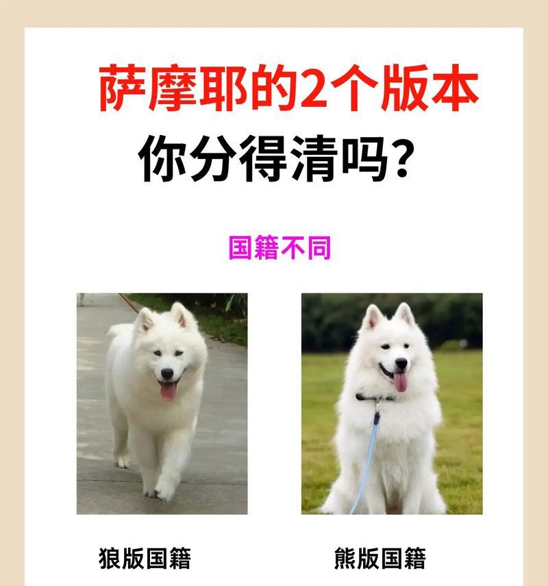 萨摩耶成长期饮食指南:科学喂养与营养搭配 萨摩耶成长期饮食指南:科学喂养与营养搭配