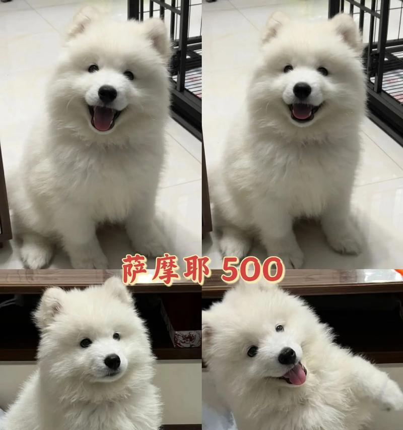 萨摩耶成长期饮食指南:科学喂养与营养搭配 萨摩耶成长期饮食指南:科学喂养与营养搭配