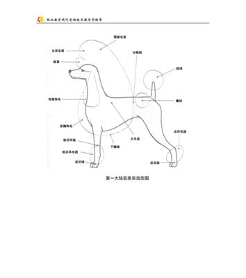 贵宾犬美容护理全攻略:科学方法让毛孩子更健康美丽 贵宾犬美容护理全攻略:科学方法让毛孩子更健康美丽