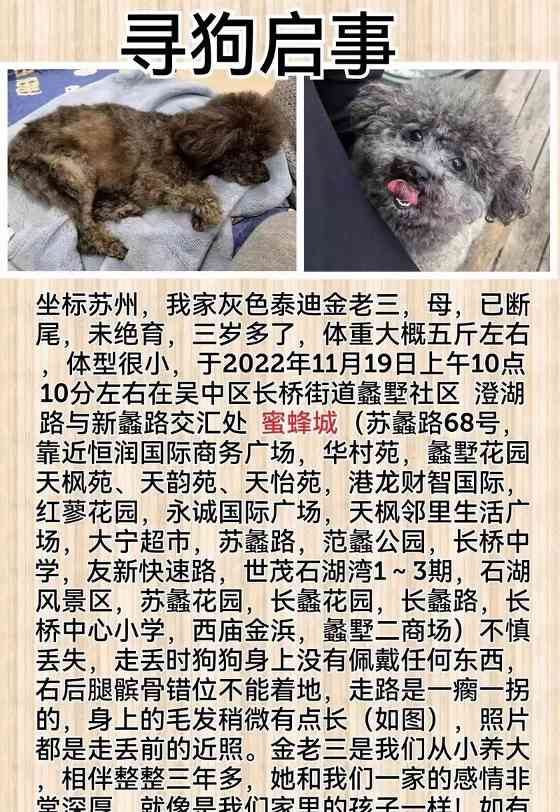 五斤泰迪犬每日饮食建议与喂养指南