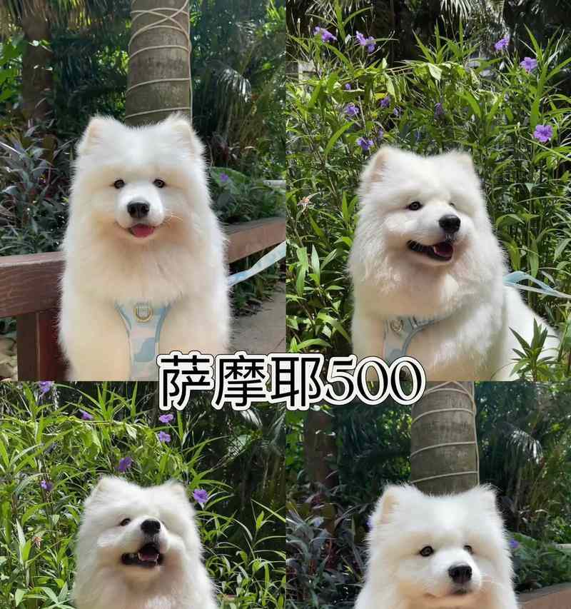 萨摩耶成长期饮食指南:科学喂养与营养搭配 萨摩耶成长期饮食指南:科学喂养与营养搭配