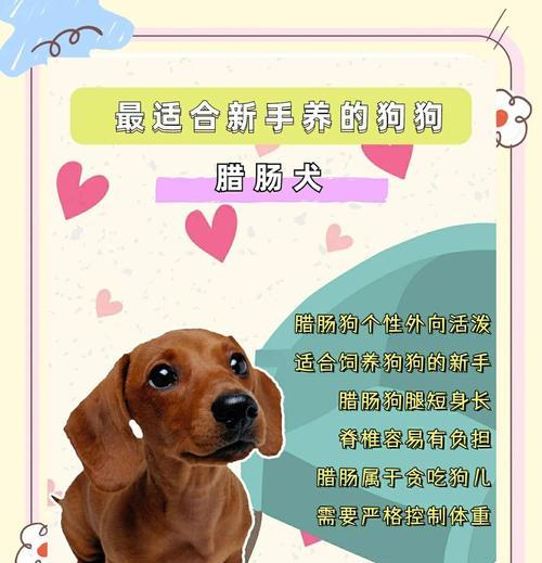 腊肠犬穿衣服危害解析:为何应避免给狗狗穿衣服? 腊肠犬穿衣服危害解析:为何应避免给狗狗穿衣服?