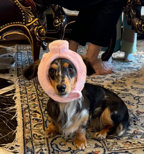 腊肠犬穿衣服危害解析:为何应避免给狗狗穿衣服? 腊肠犬穿衣服危害解析:为何应避免给狗狗穿衣服?