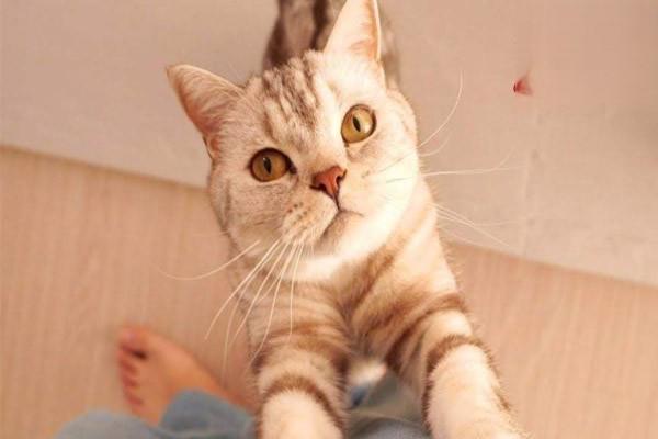 犬猫软骨瘤的常见症状与治疗建议