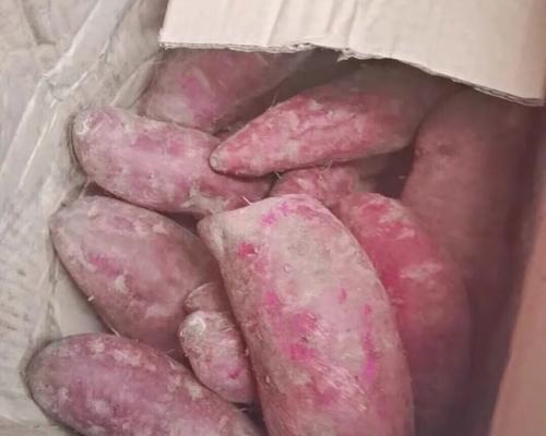 狗狗白蛋白不足症状与预防全解析 狗狗白蛋白不足症状与预防全解析