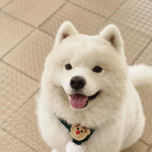 室外宠物选择与养护全解析，解锁多样化陪伴体验