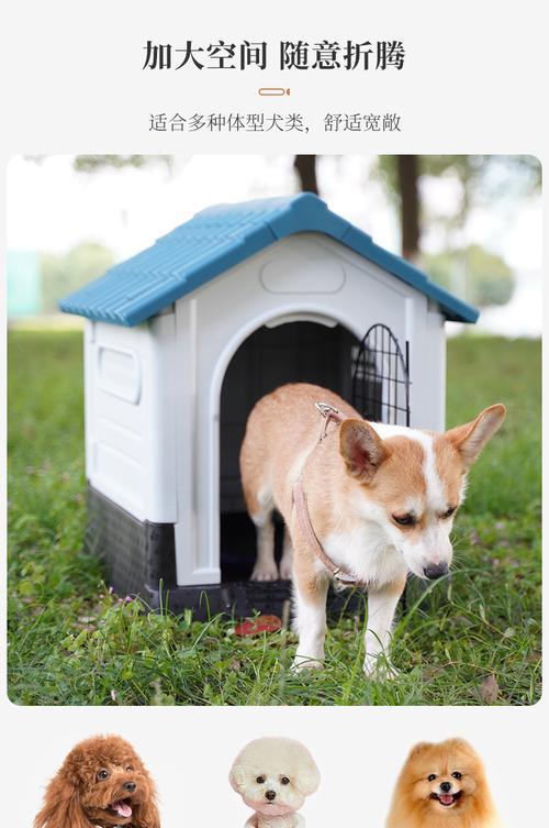 室外宠物选择与养护全解析，解锁多样化陪伴体验