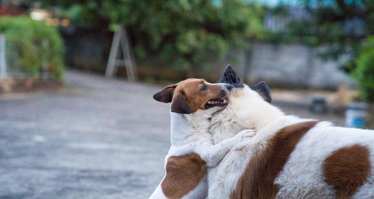 室外宠物选择与养护全解析，解锁多样化陪伴体验