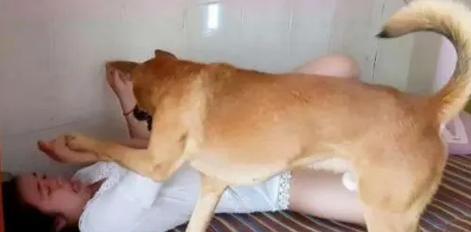 狗子宫癌早期信号识别，守护爱宠健康