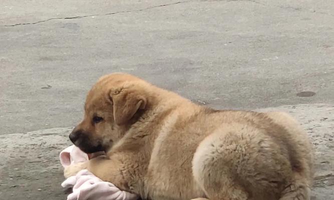 狗子宫癌早期信号识别，守护爱宠健康