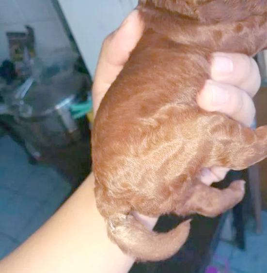 狗狗断尾利弊分析与注意事项全面解读 狗狗断尾利弊分析与注意事项全面解读