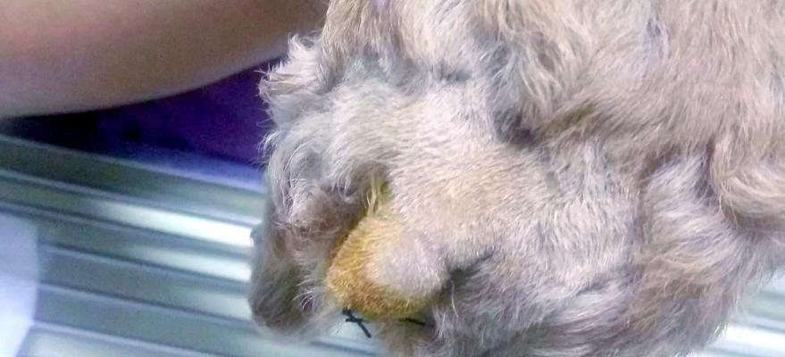 狗狗断尾利弊分析与注意事项全面解读 狗狗断尾利弊分析与注意事项全面解读