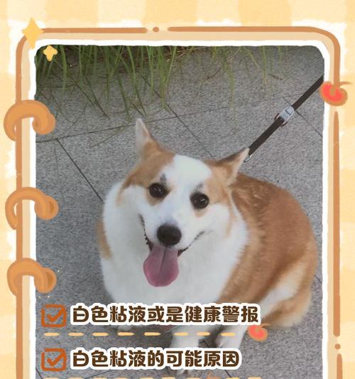 狗狗不吃饭呕吐泡沫粘液的原因及应对方法